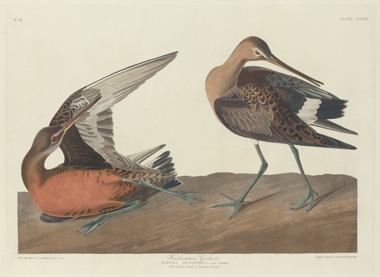 Hudsonin jumalanoppi tekijältä Robert Havell after John James Audubon