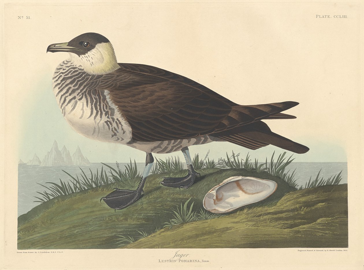 Jager tekijältä Robert Havell after John James Audubon