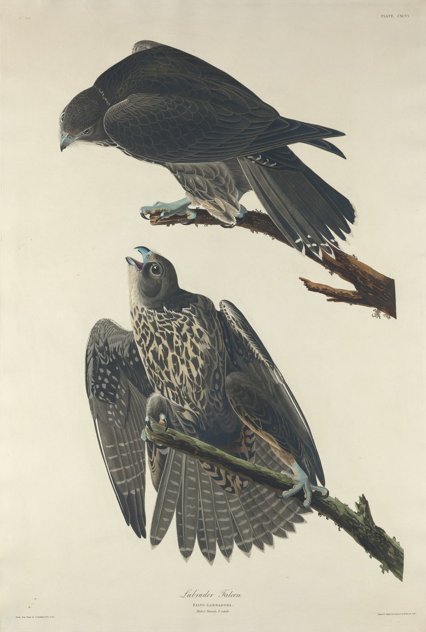 Labradorin haukka tekijältä Robert Havell after John James Audubon