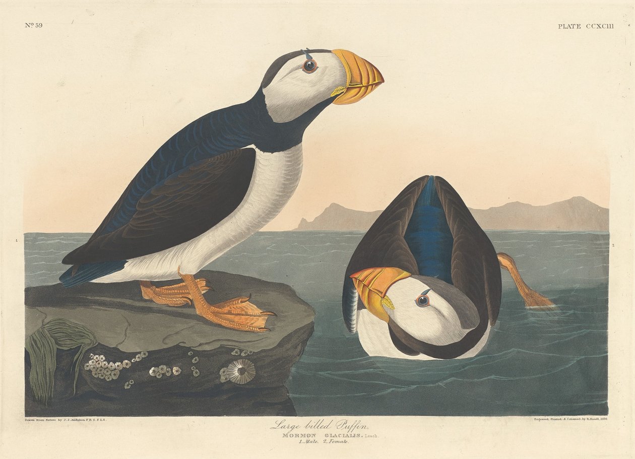 Isonokkainen Puffin tekijältä Robert Havell after John James Audubon