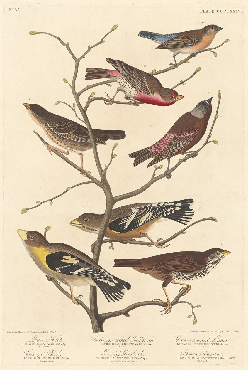 Lazuli Finch tekijältä Robert Havell after John James Audubon