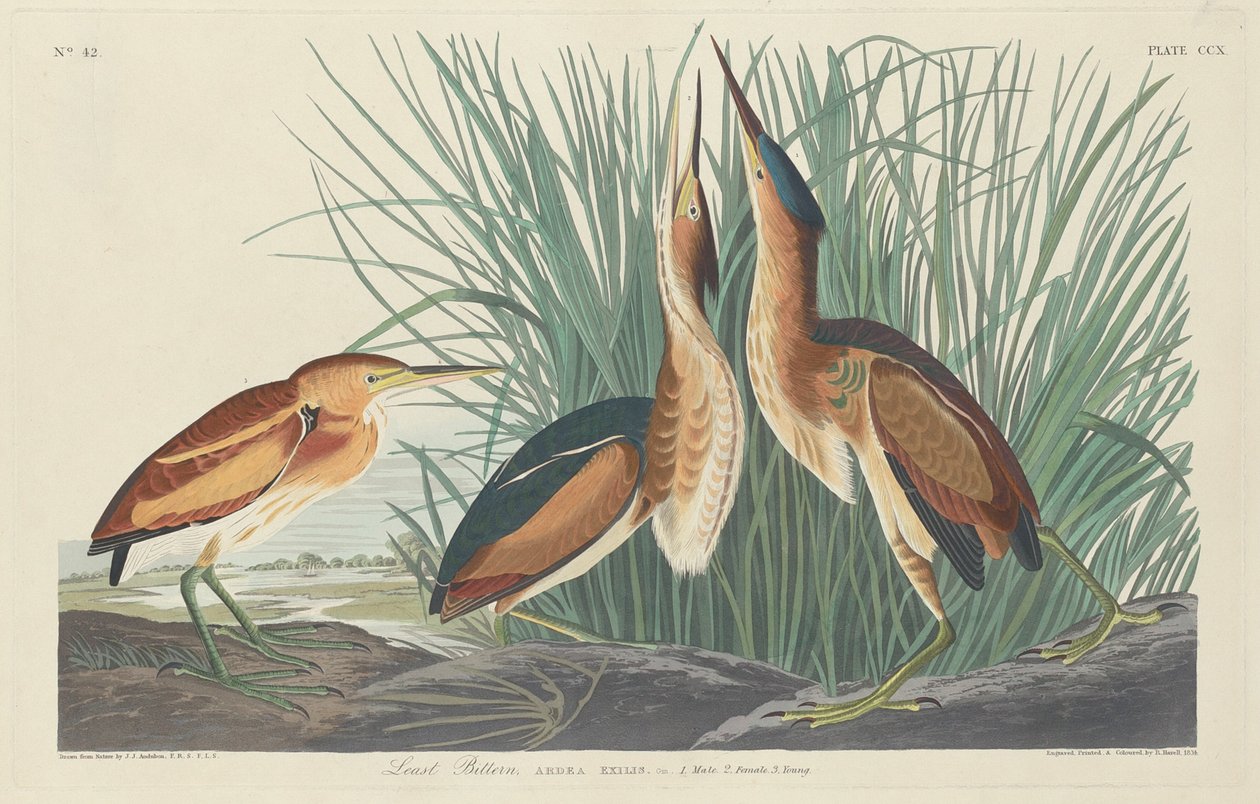 Vähiten katkera tekijältä Robert Havell after John James Audubon