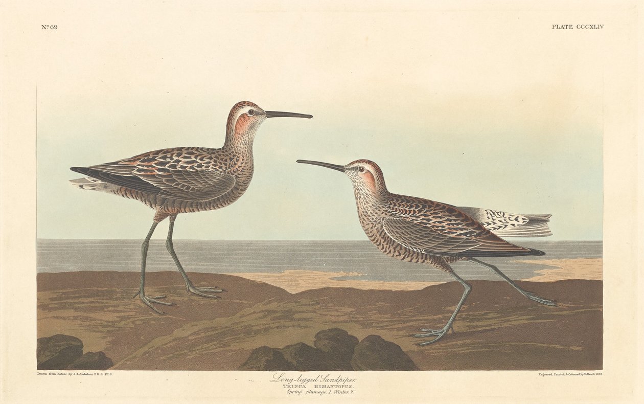 Pitkäjalkainen Sandpiper tekijältä Robert Havell after John James Audubon