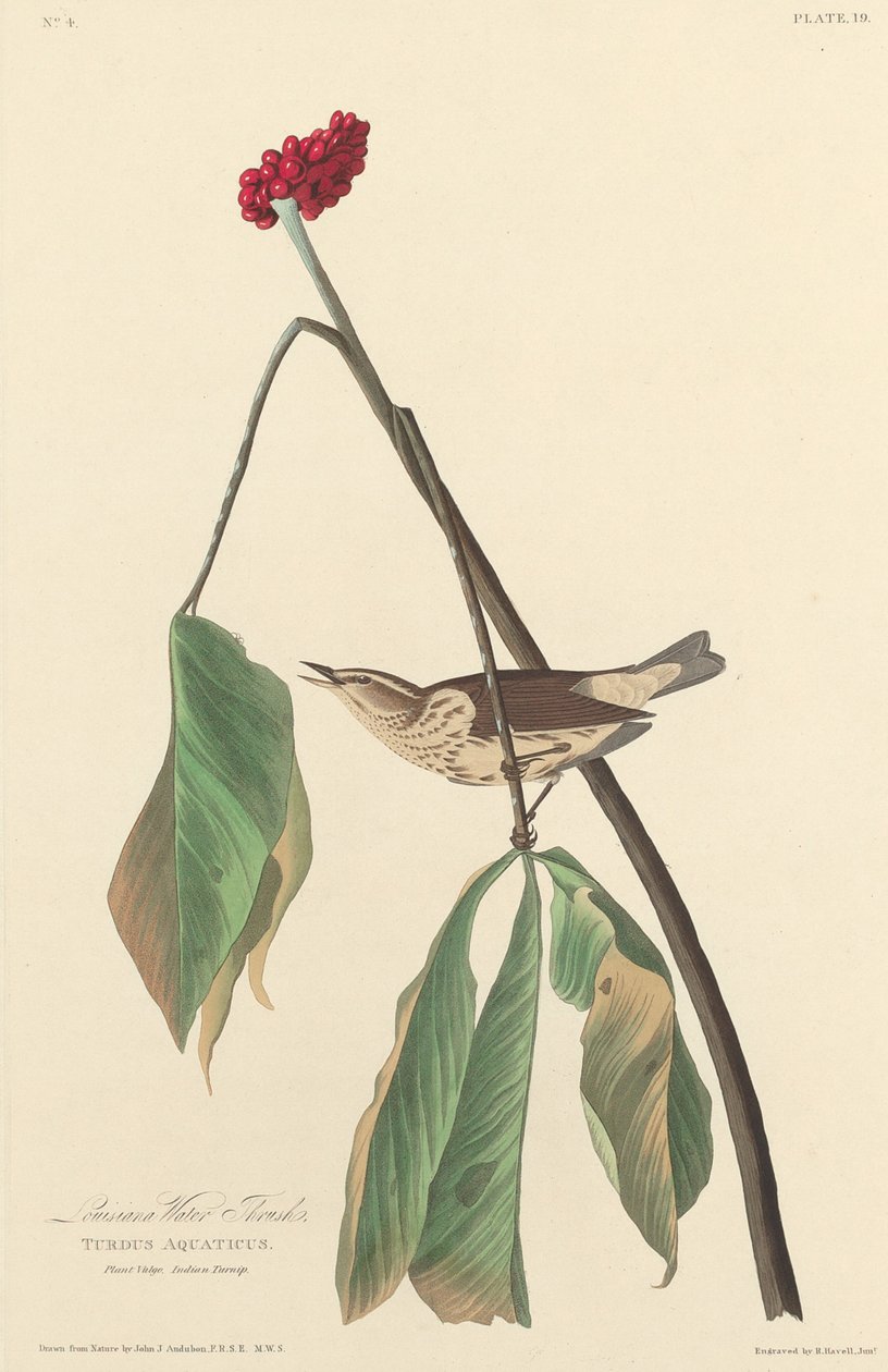 Louisianan vesirastas tekijältä Robert Havell after John James Audubon