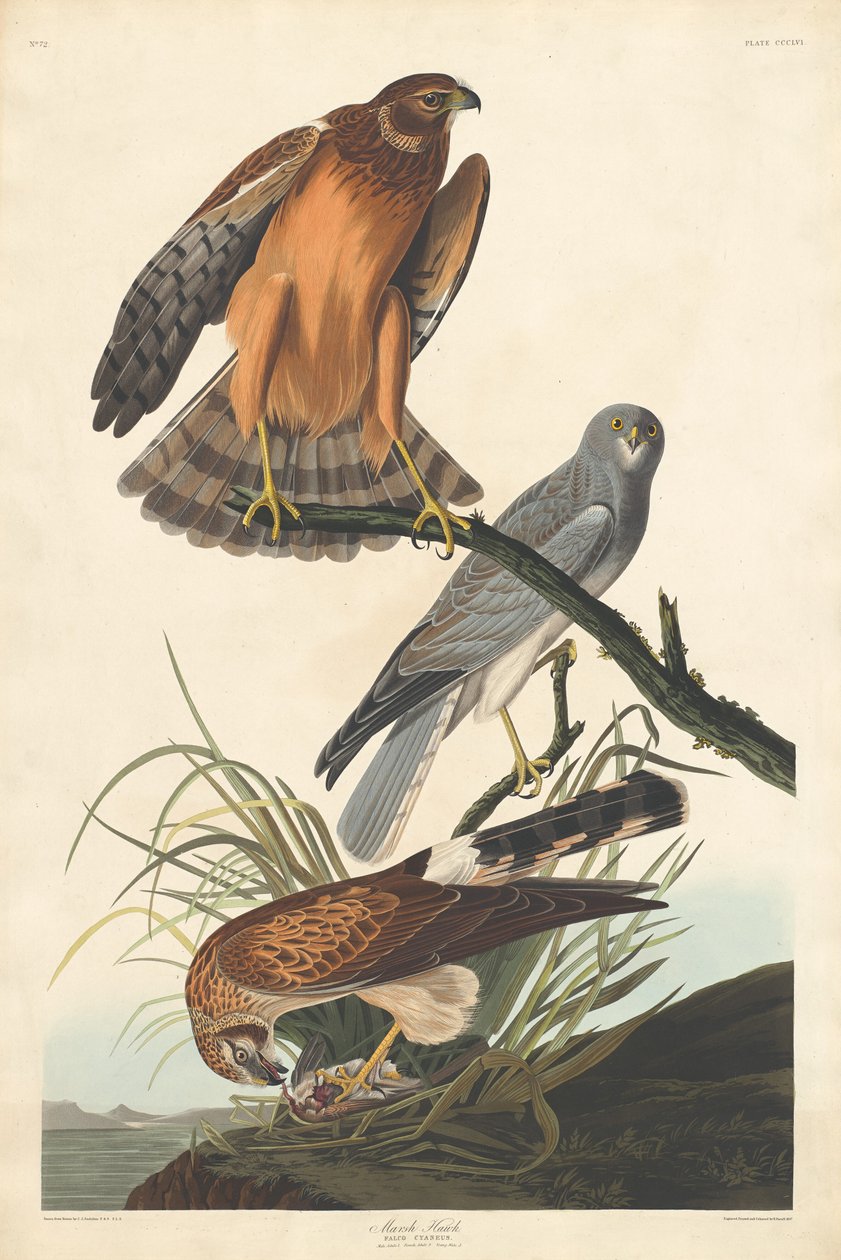 Marsh Hawk tekijältä Robert Havell after John James Audubon