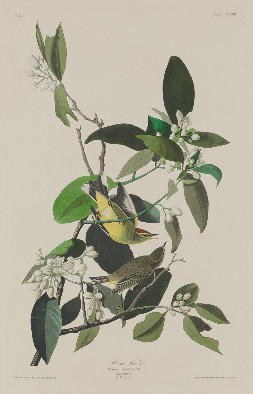 Palmukirkko tekijältä Robert Havell after John James Audubon