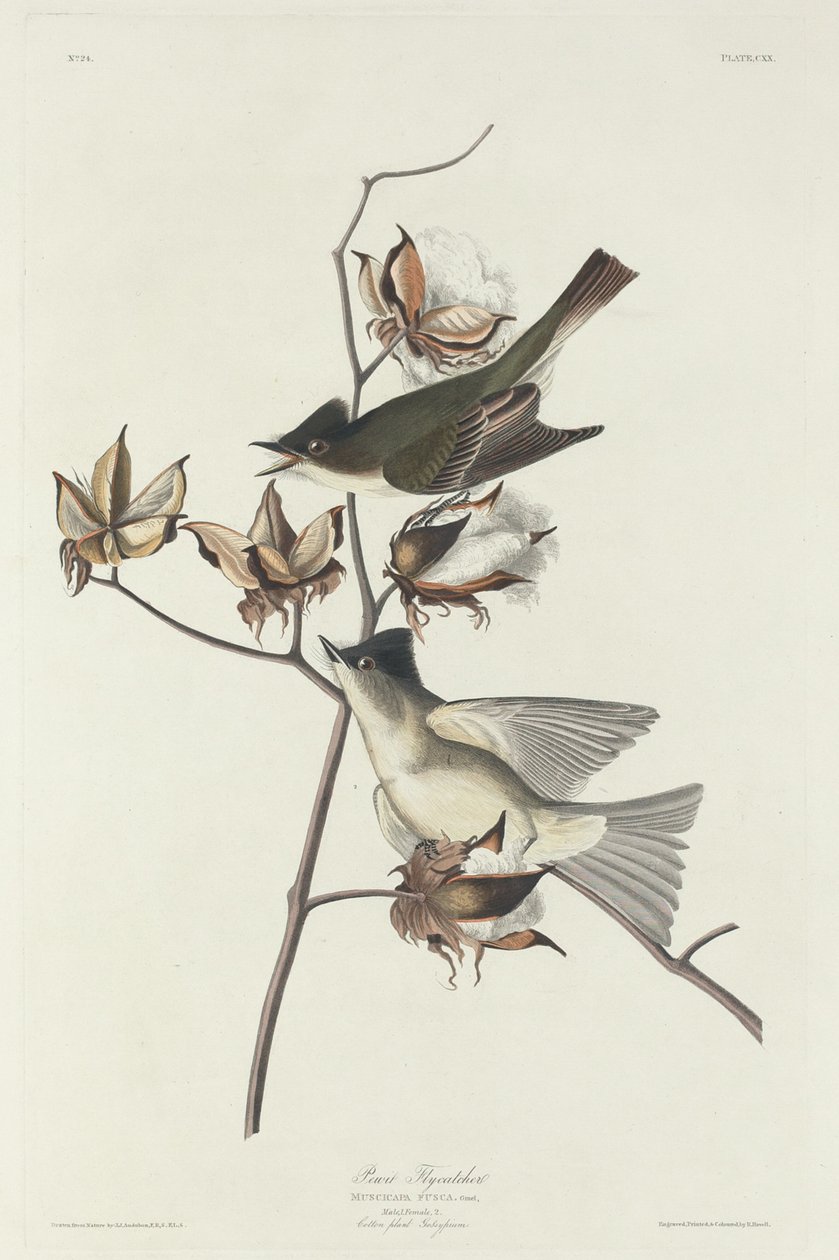 Pewit Flycatcher tekijältä Robert Havell after John James Audubon