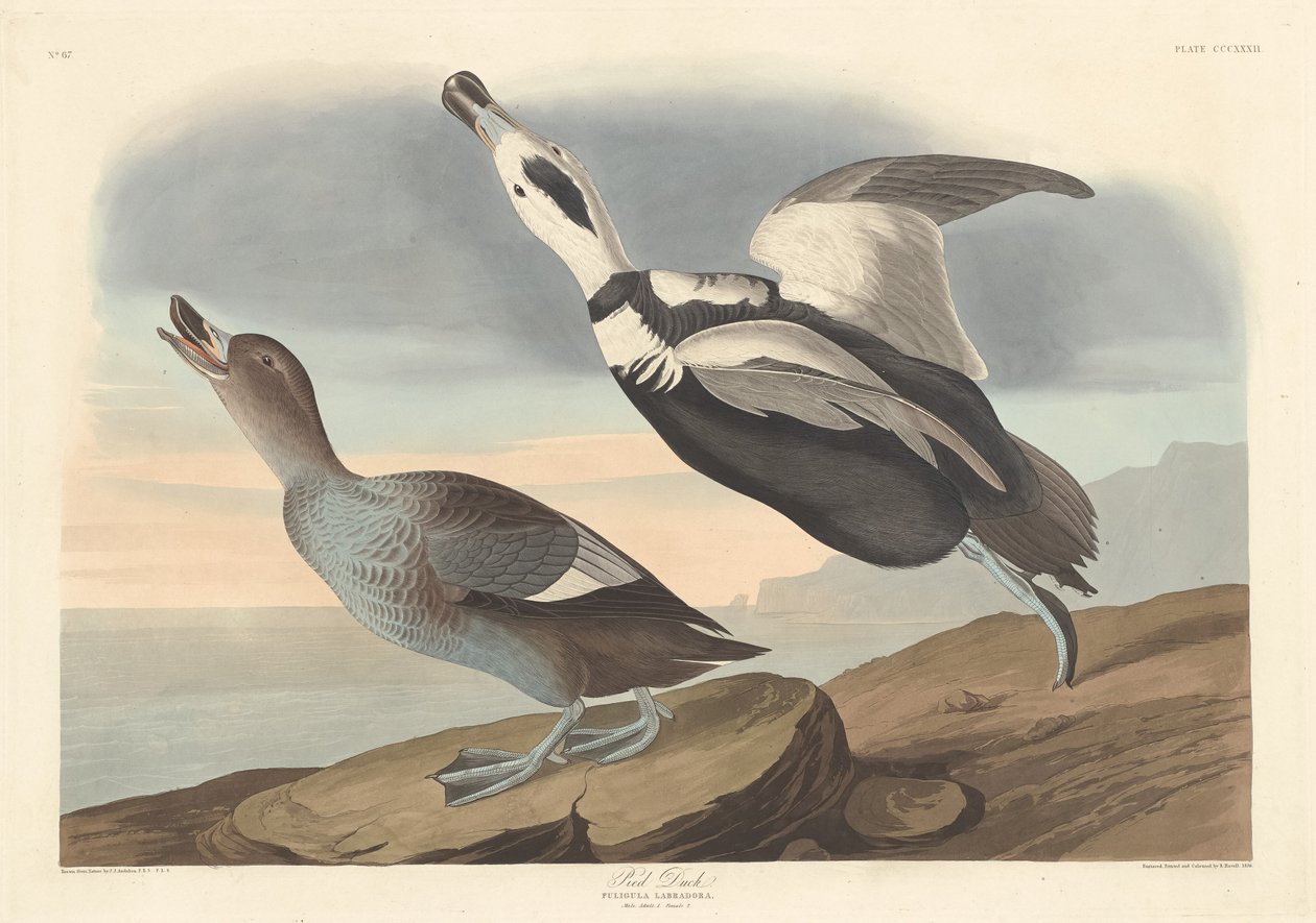 Pied ankka tekijältä Robert Havell after John James Audubon
