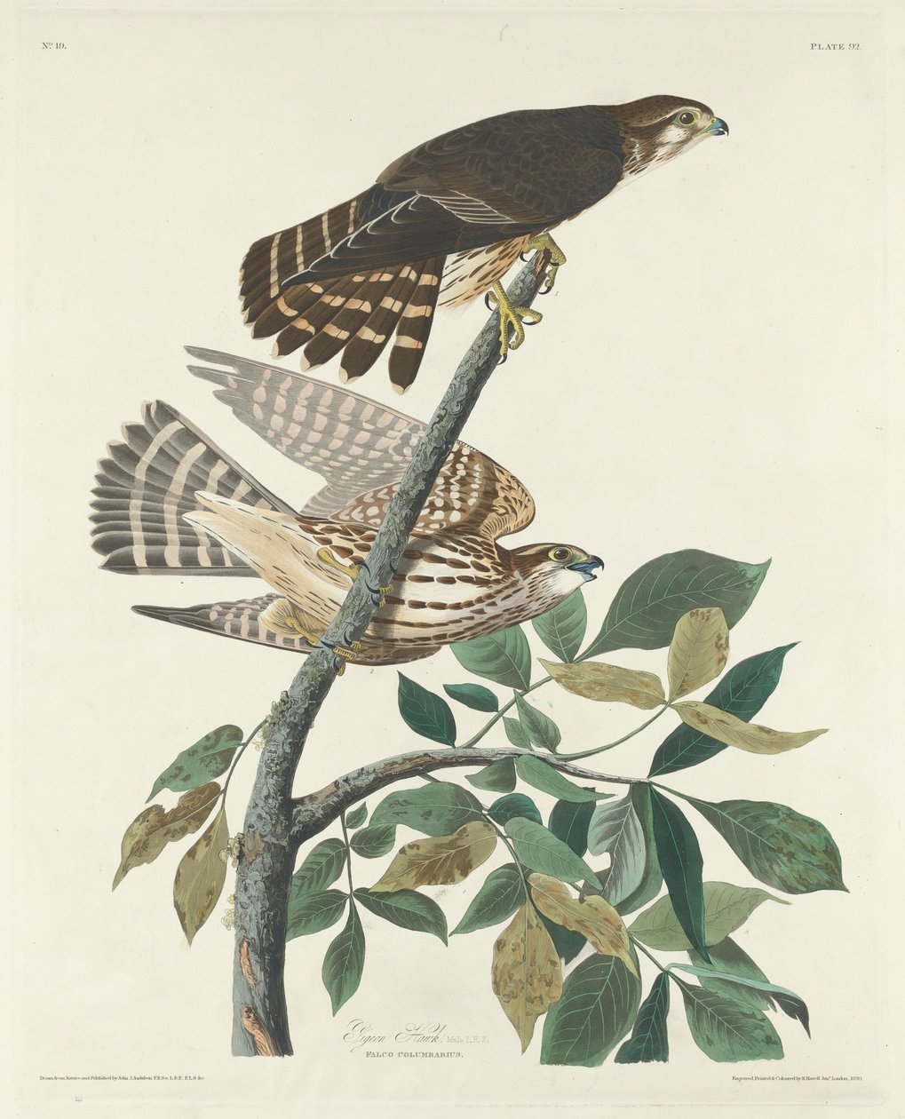 Pigeon Hawk tekijältä Robert Havell after John James Audubon