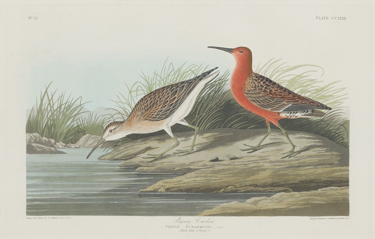 Pigmy Curlew tekijältä Robert Havell after John James Audubon