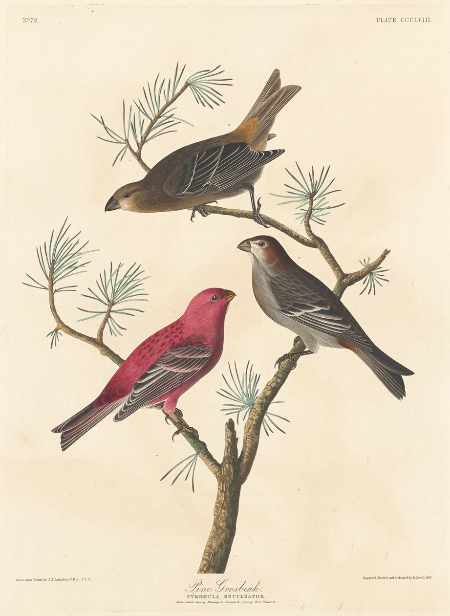 Pine Grosbeak tekijältä Robert Havell after John James Audubon