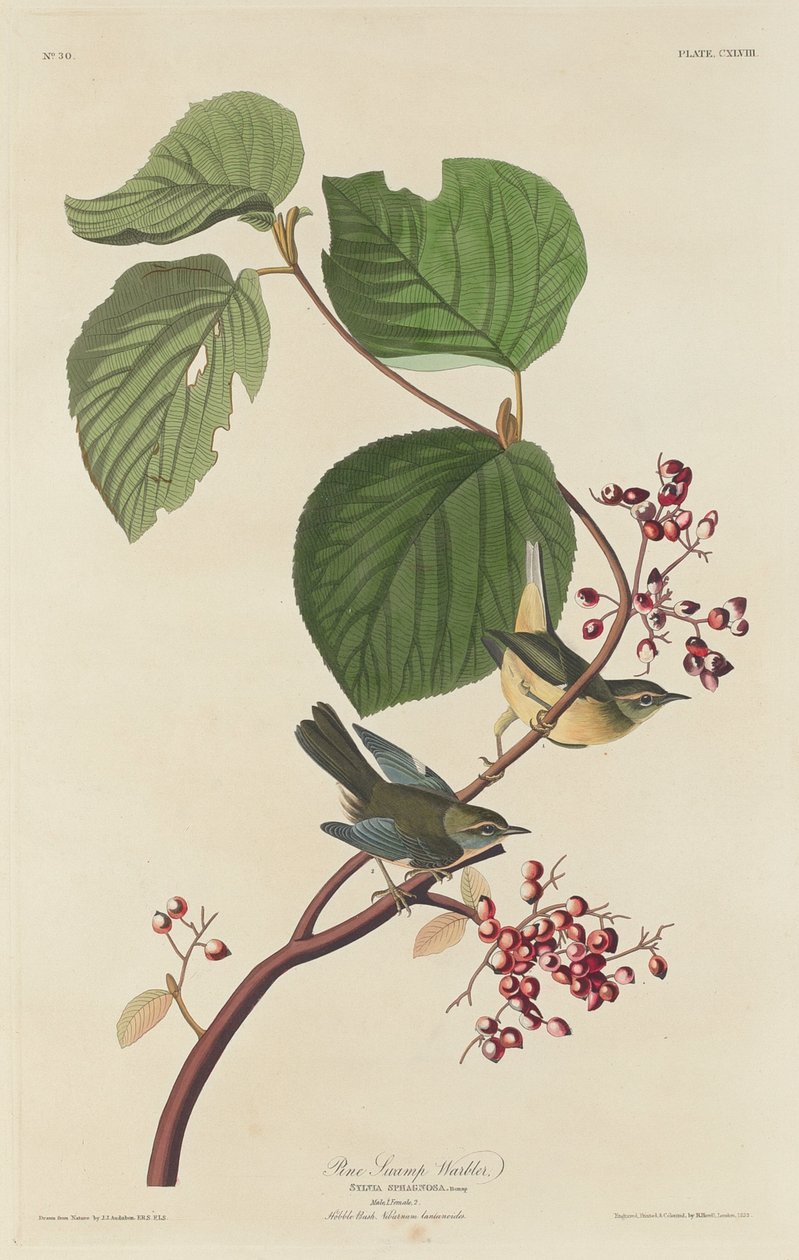 Männyn suokirkko tekijältä Robert Havell after John James Audubon