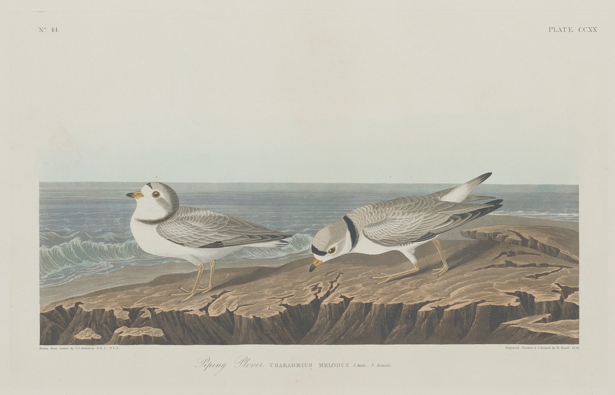 Piping Plover tekijältä Robert Havell after John James Audubon