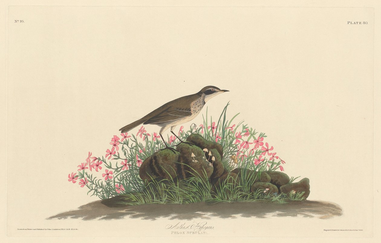 Prairie Otsikkolehti tekijältä Robert Havell after John James Audubon