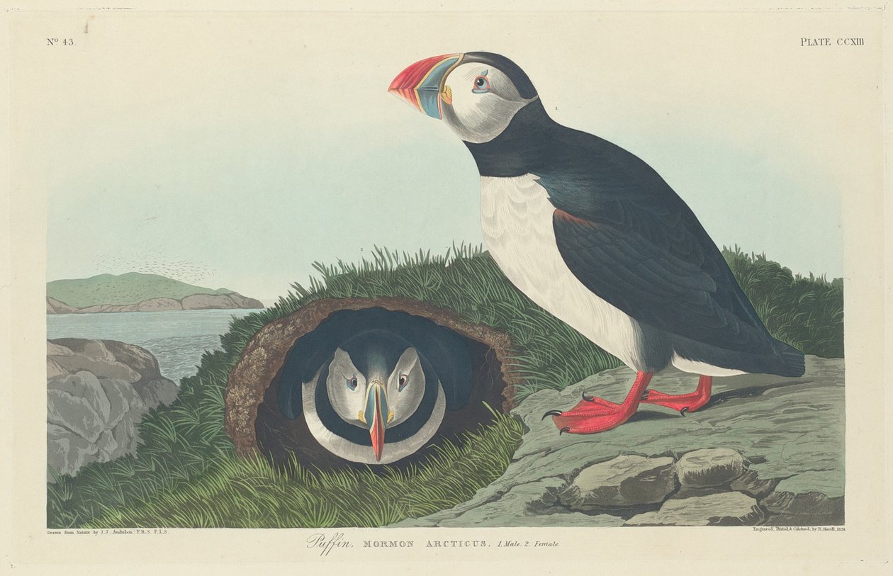 Lunni tekijältä Robert Havell after John James Audubon