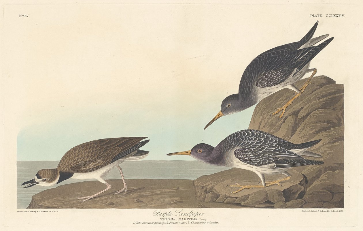 Purple Sandpiper tekijältä Robert Havell after John James Audubon