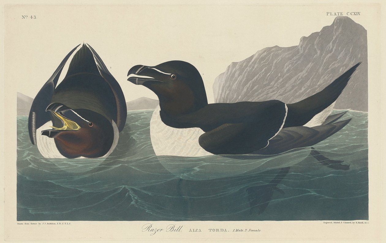 Razor Bill tekijältä Robert Havell after John James Audubon