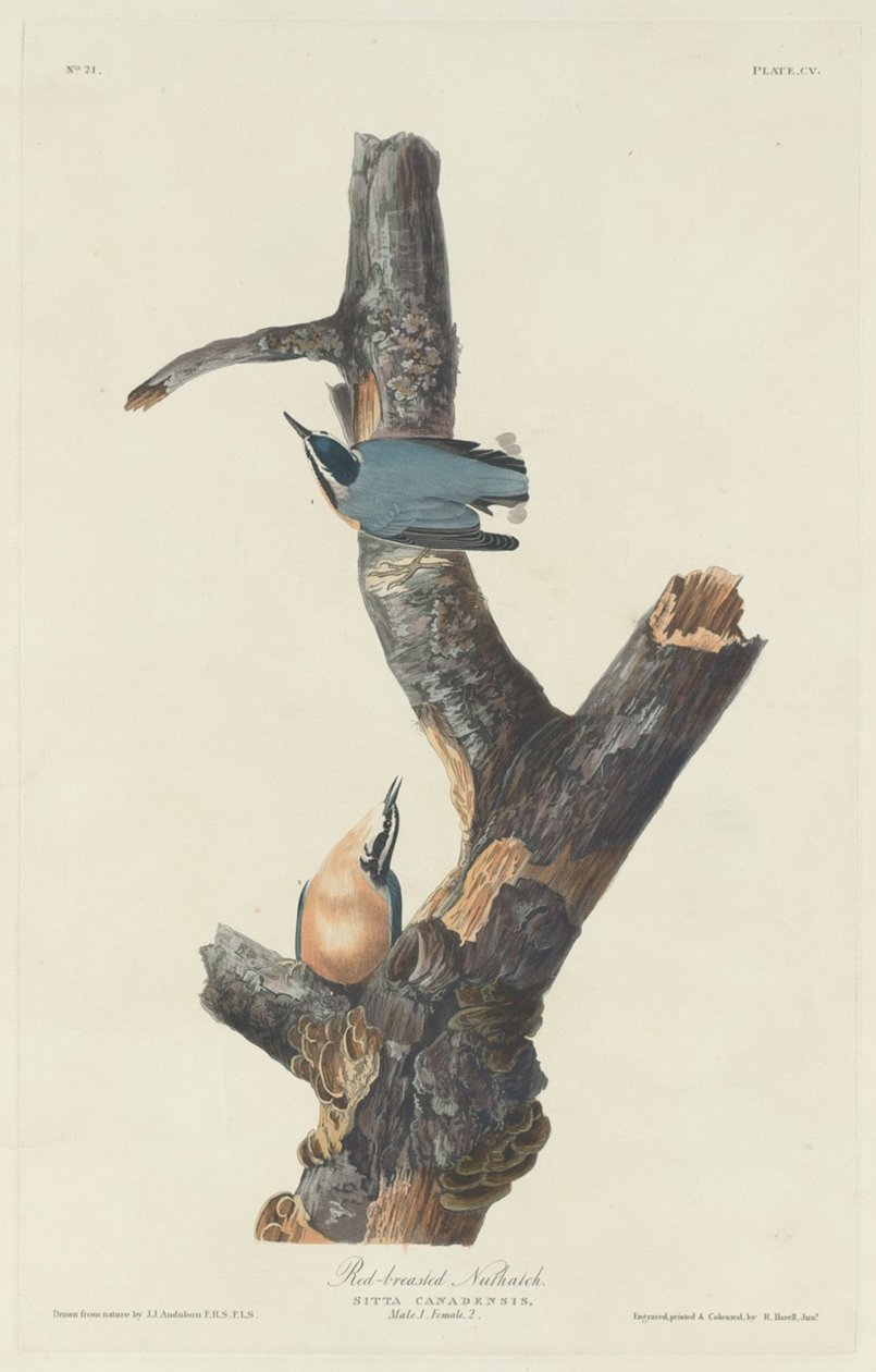 Punarintainen pähkinä tekijältä Robert Havell after John James Audubon