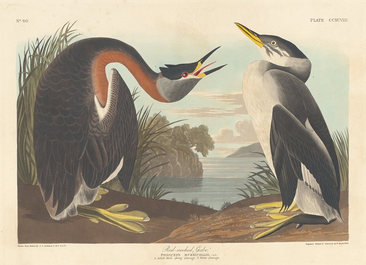 Punakaulainen grebe tekijältä Robert Havell after John James Audubon