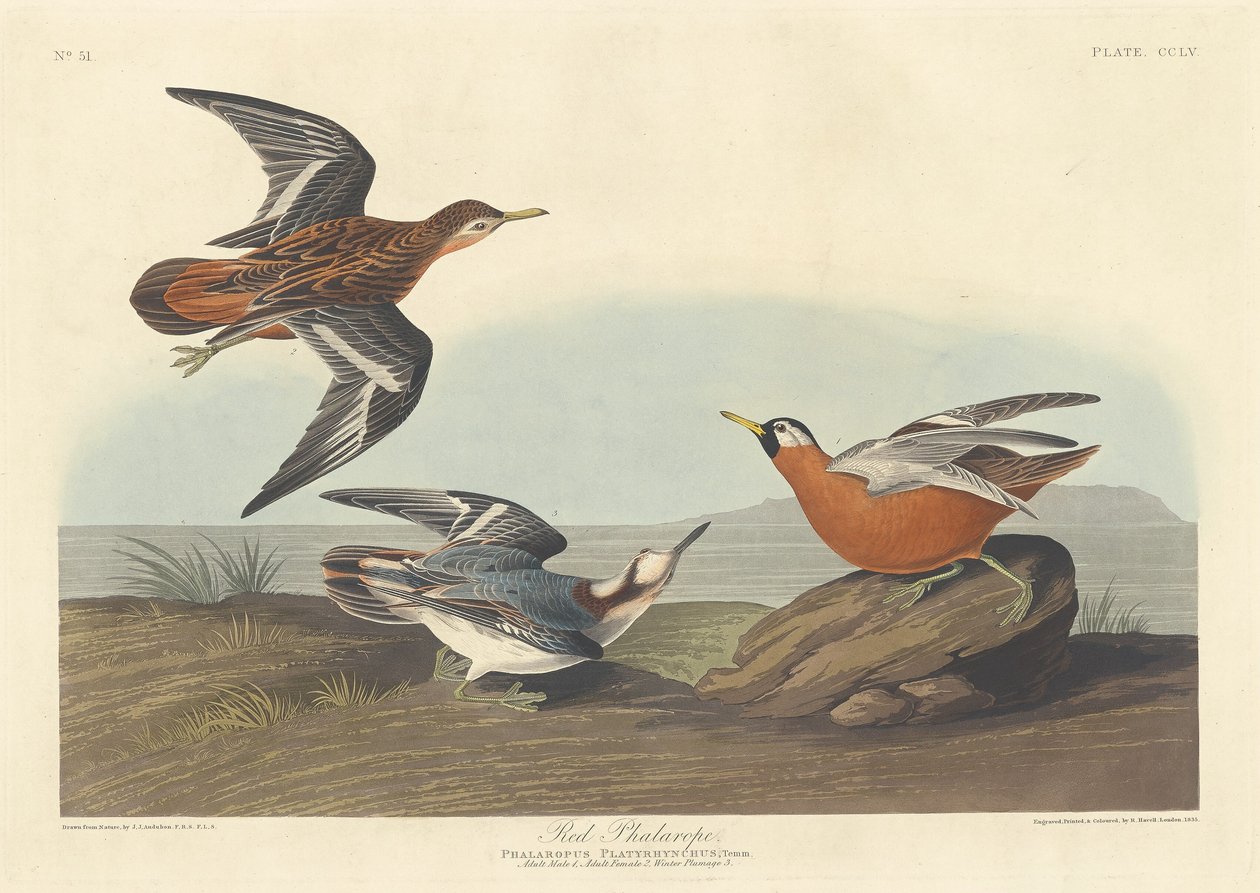 Punainen phalarope tekijältä Robert Havell after John James Audubon
