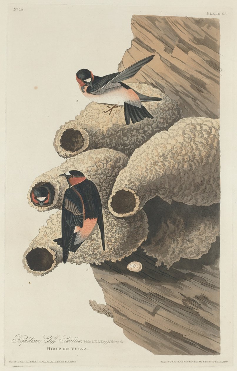 Republikaani Cliff Swallow tekijältä Robert Havell after John James Audubon