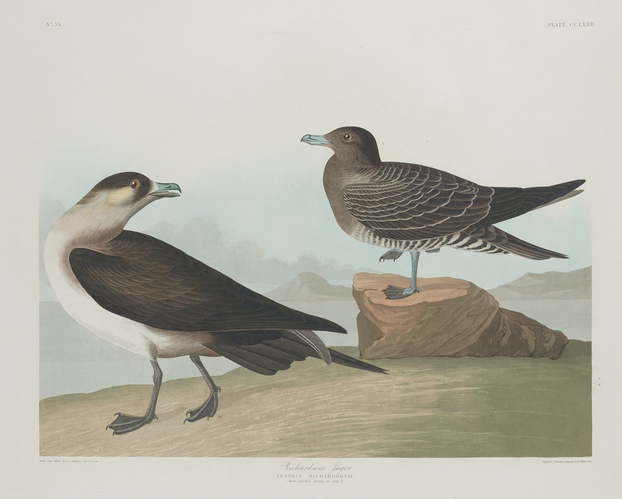 Richardsonin Jager tekijältä Robert Havell after John James Audubon