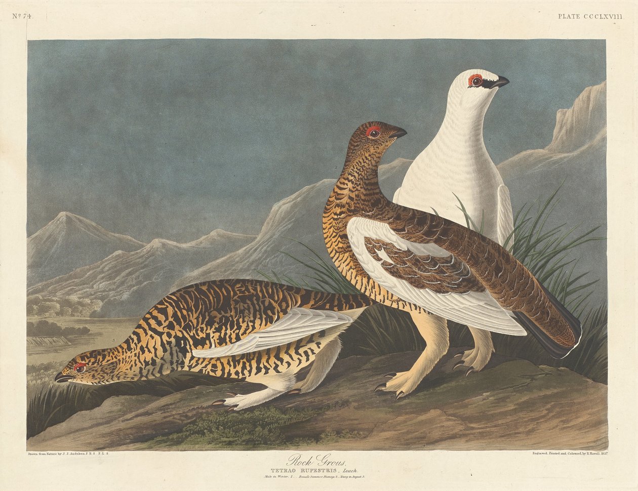 Iso kivi tekijältä Robert Havell after John James Audubon