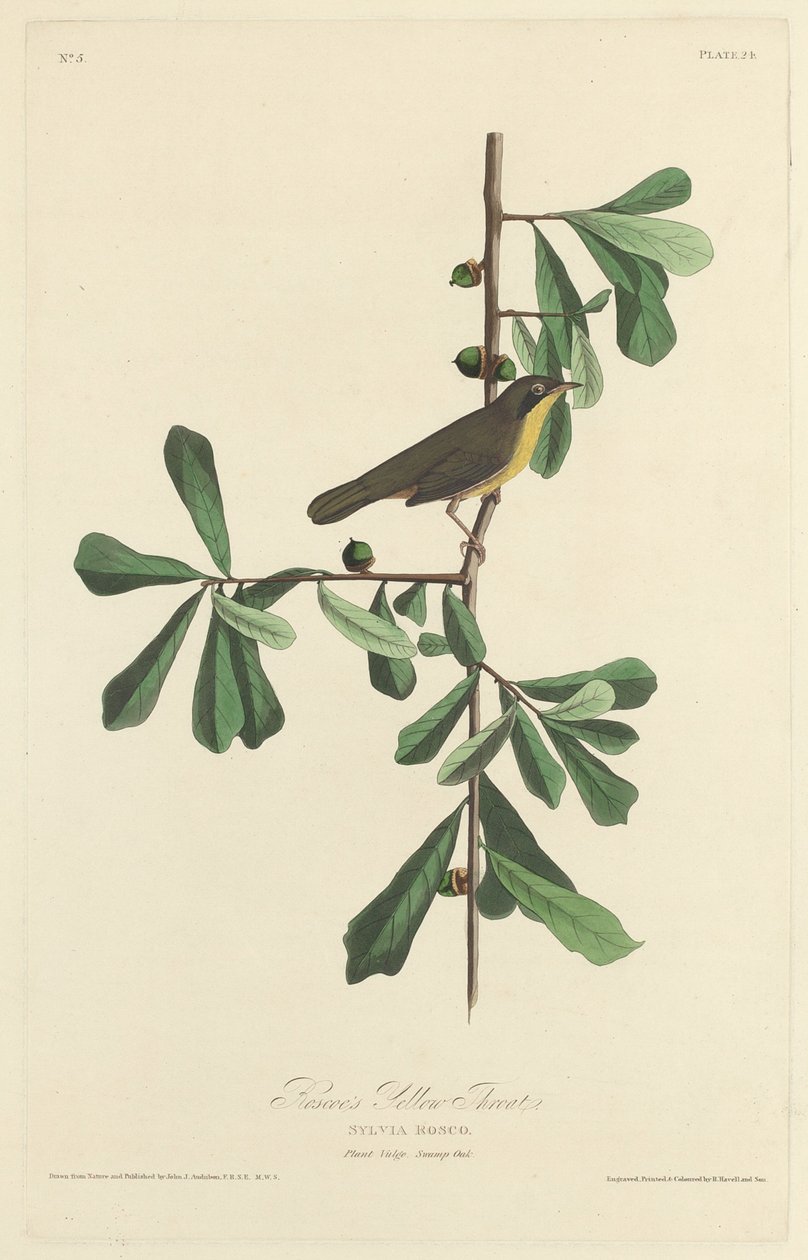 Roscoen keltainen kurkku tekijältä Robert Havell after John James Audubon