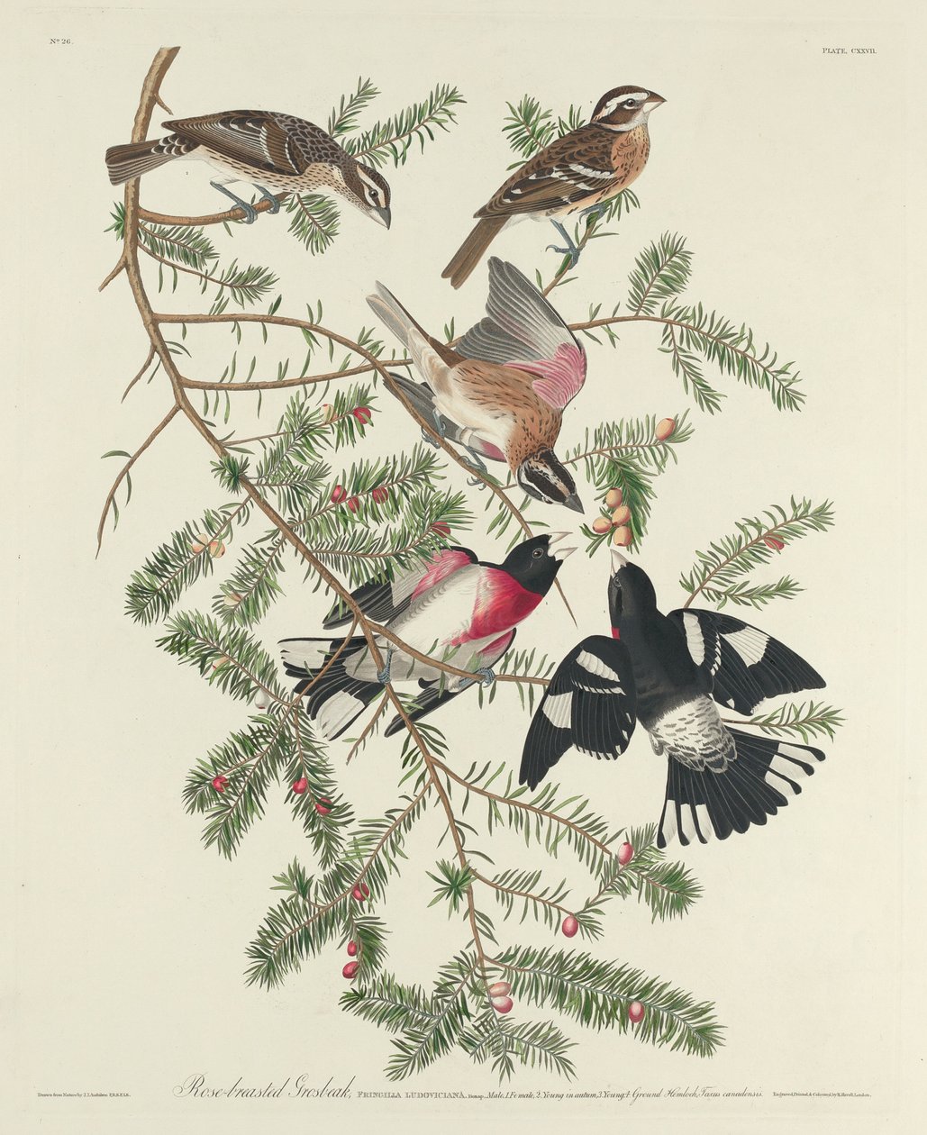 Ruusurintainen grosbeak tekijältä Robert Havell after John James Audubon