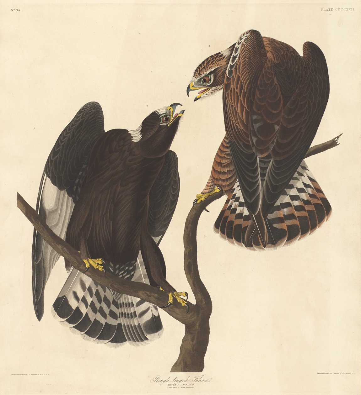 Karkeajalkainen Falcon tekijältä Robert Havell after John James Audubon