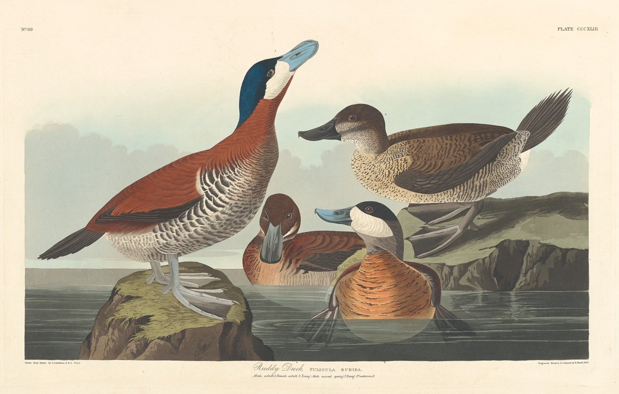 Ruddy Duckfinnish tekijältä Robert Havell after John James Audubon