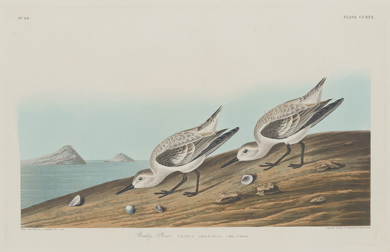 Ruddy Plover tekijältä Robert Havell after John James Audubon