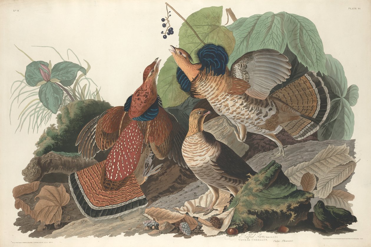 Ruffed Grouse tekijältä Robert Havell after John James Audubon