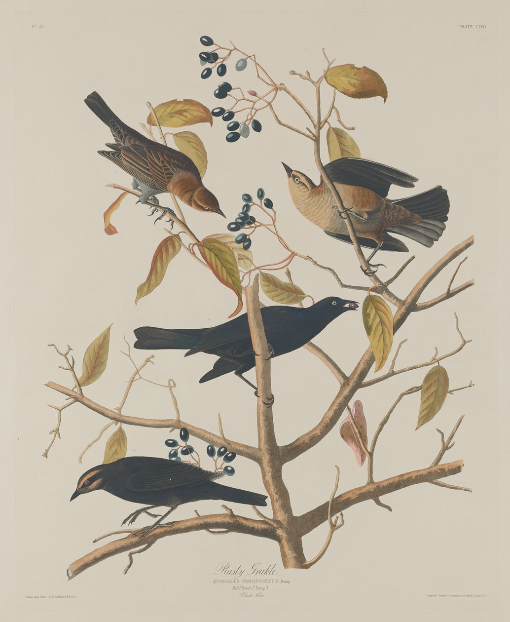 Ruosteinen Grakle tekijältä Robert Havell after John James Audubon