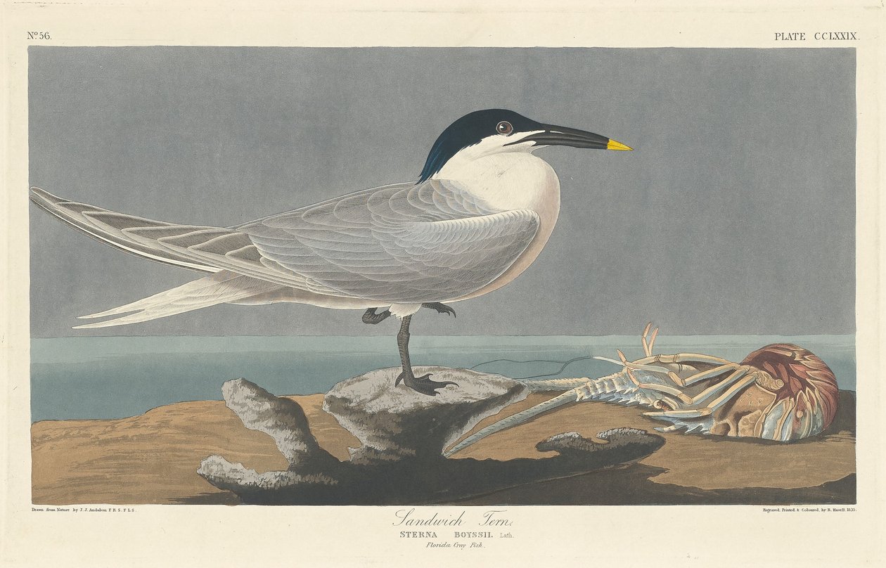 Voileipätiira tekijältä Robert Havell after John James Audubon