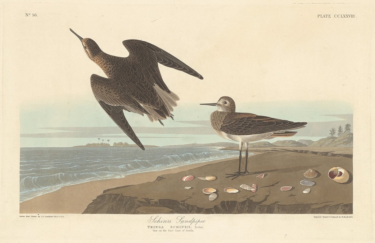 Schinzin Sandpiper tekijältä Robert Havell after John James Audubon