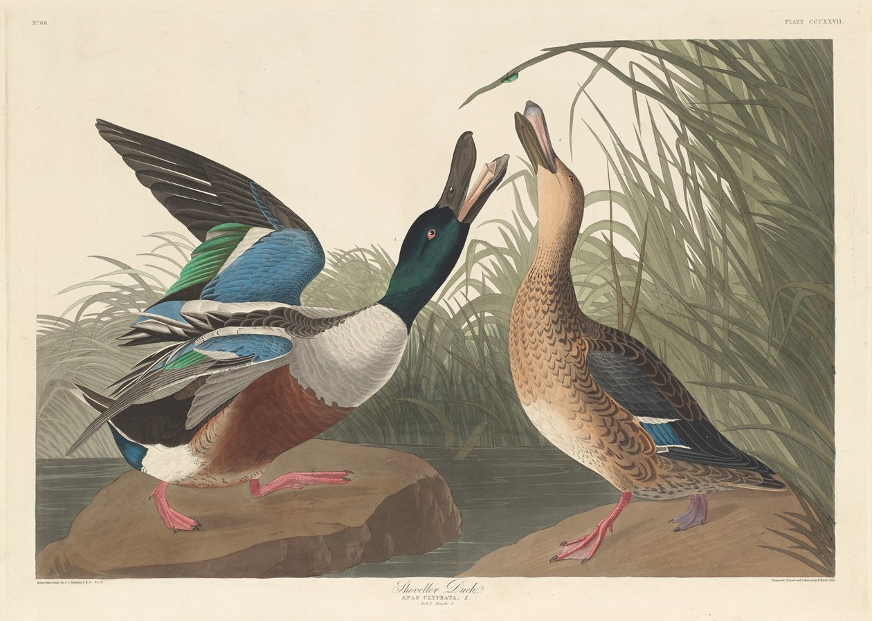 Shoveller Duck tekijältä Robert Havell after John James Audubon