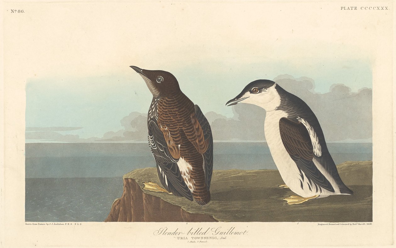 Hoikkanokkainen Guillemot tekijältä Robert Havell after John James Audubon