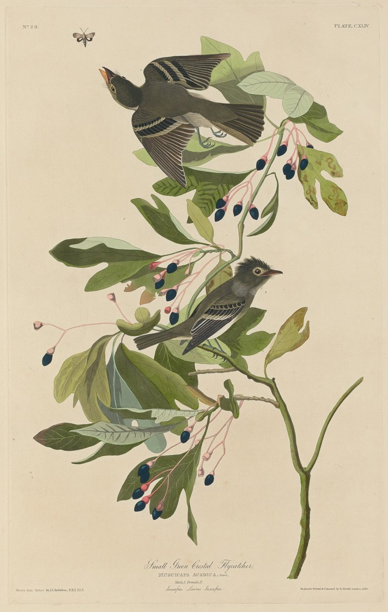 Pieni vihreäharjainen kärpässieppo tekijältä Robert Havell after John James Audubon