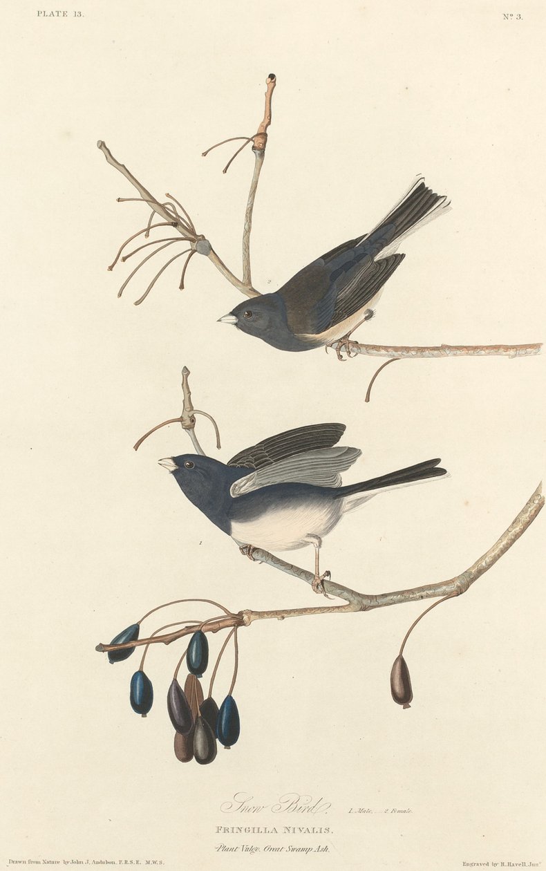 Lumilintu tekijältä Robert Havell after John James Audubon