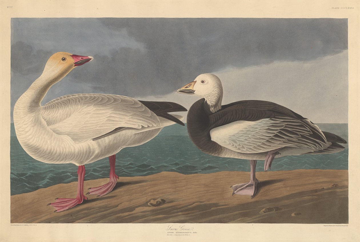 Lumihanhi tekijältä Robert Havell after John James Audubon