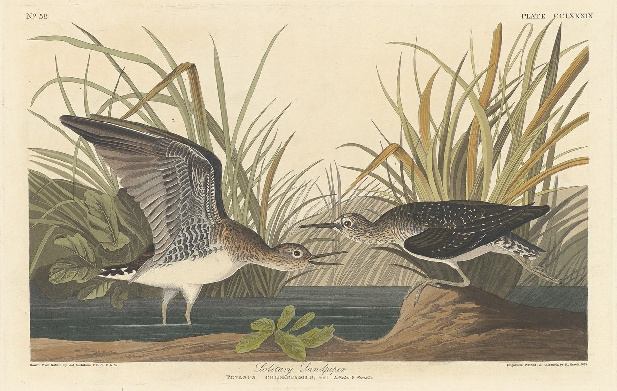 Yksinäinen Sandpiper tekijältä Robert Havell after John James Audubon