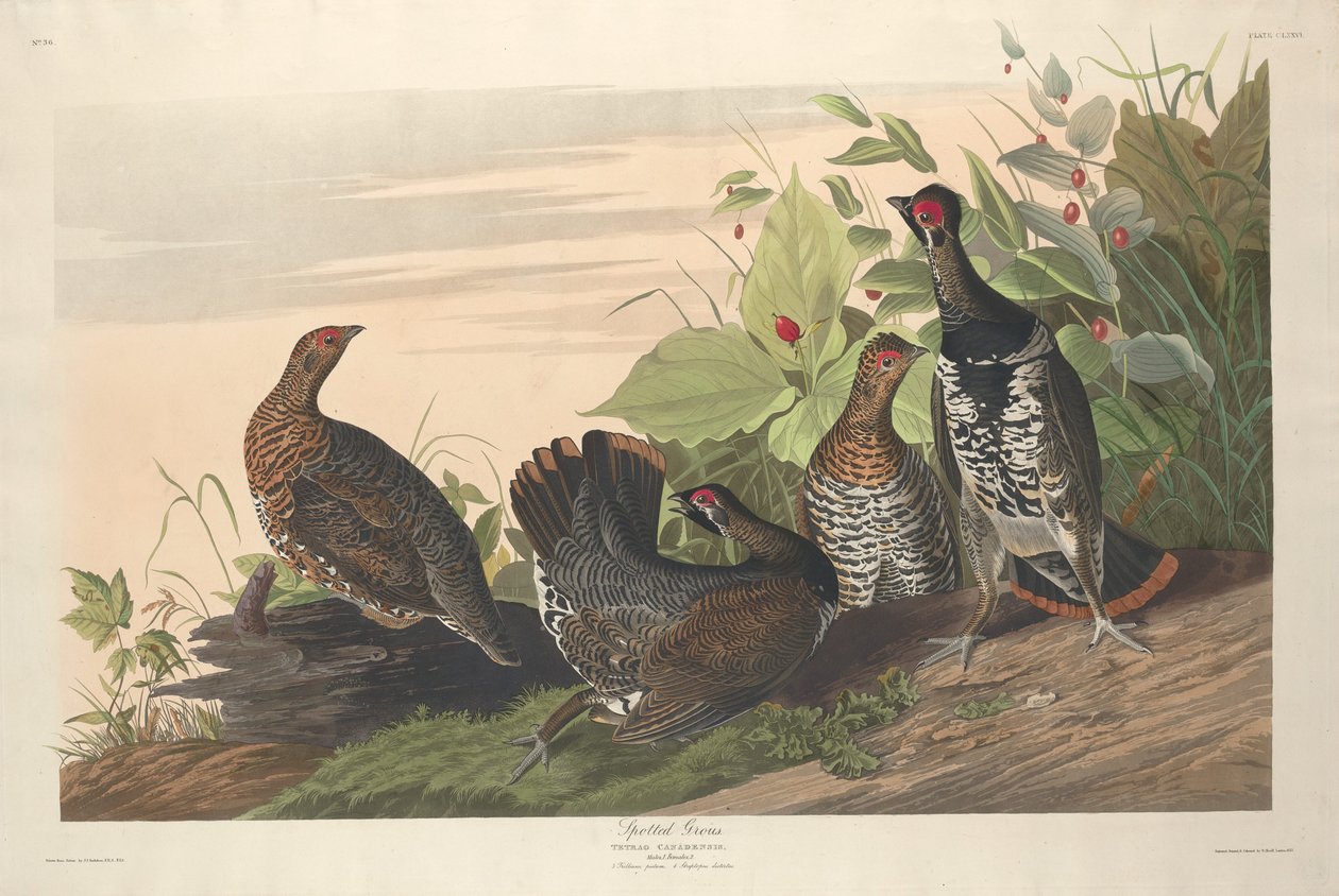 Täplikäs Grous tekijältä Robert Havell after John James Audubon