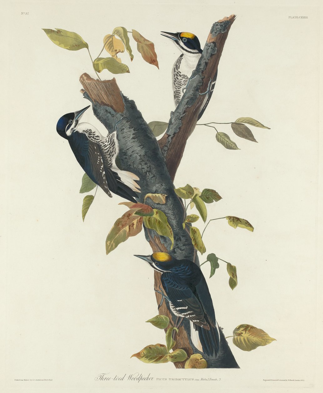 Kolmivarvas tikka tekijältä Robert Havell after John James Audubon