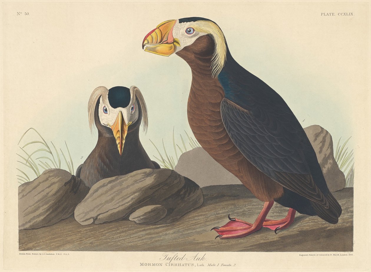 tuftainen auk tekijältä Robert Havell after John James Audubon