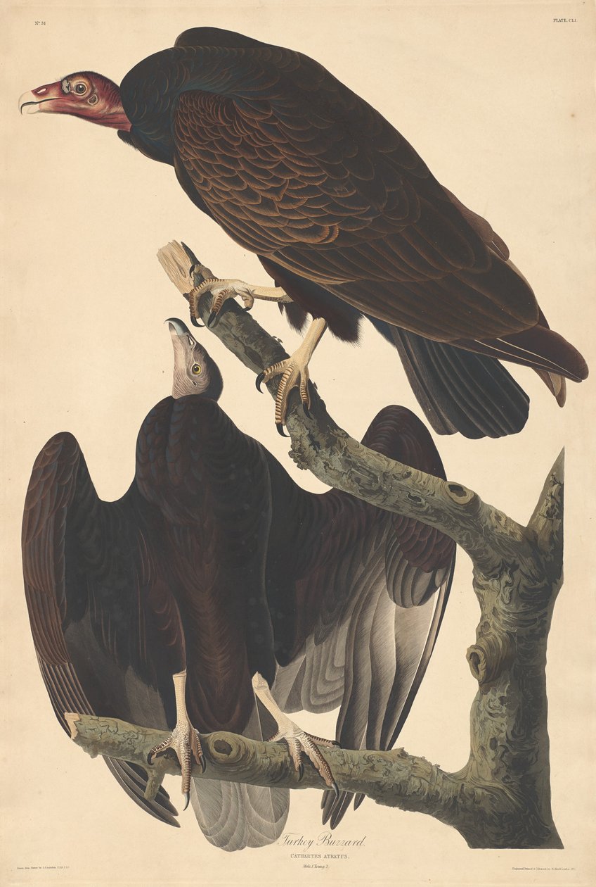 Turkkihiiri tekijältä Robert Havell after John James Audubon