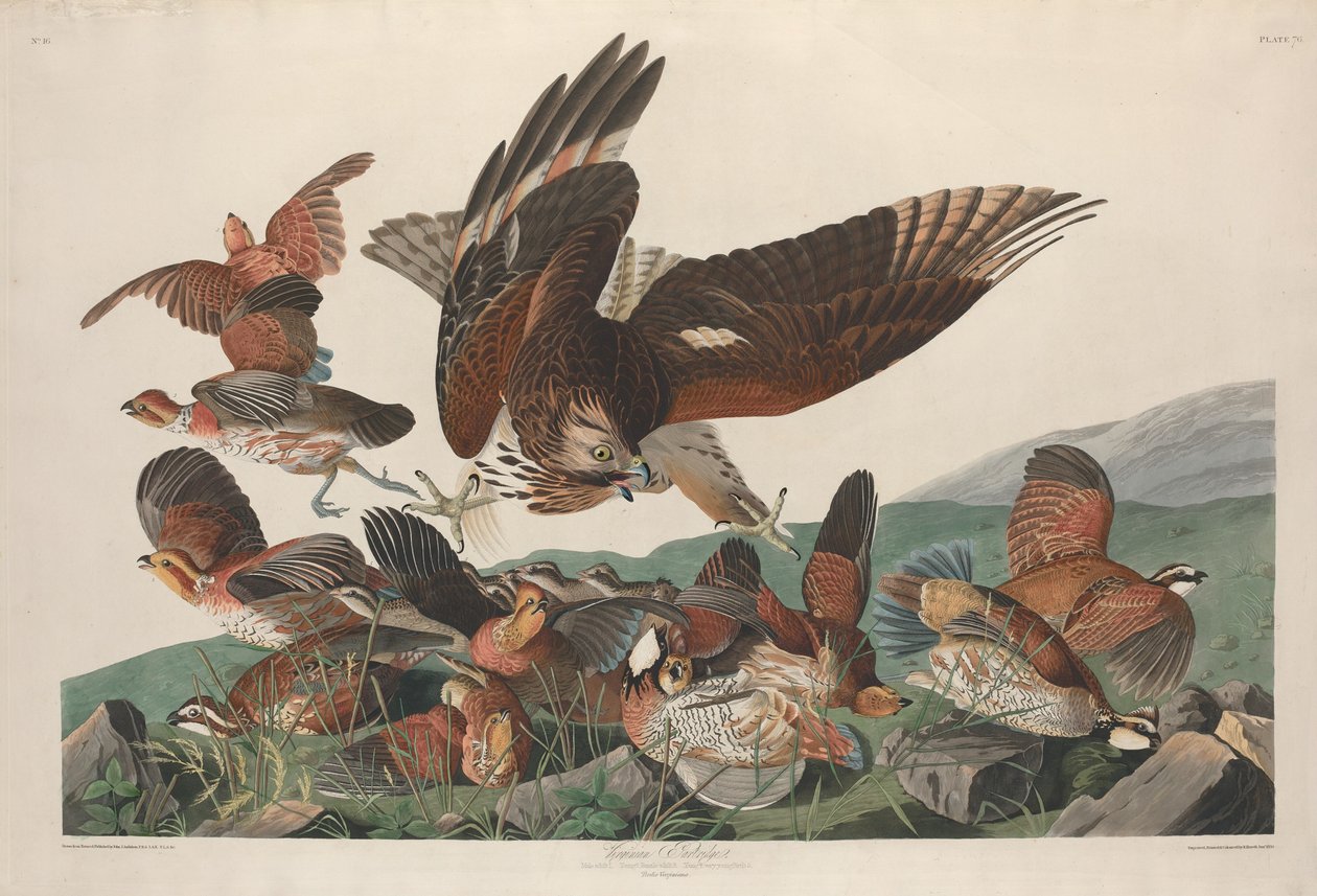 Virginian Partridge tekijältä Robert Havell after John James Audubon