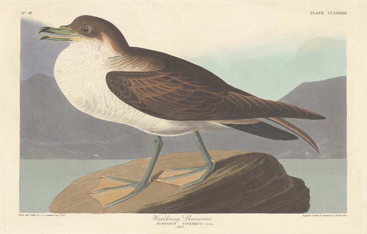 Vaeltava Shearwater tekijältä Robert Havell after John James Audubon
