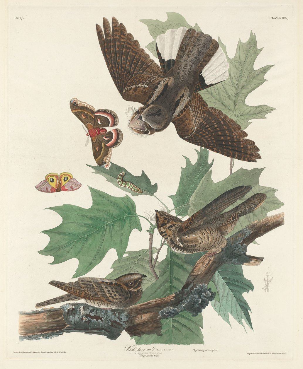 Piiska-köyhä-tahto tekijältä Robert Havell after John James Audubon
