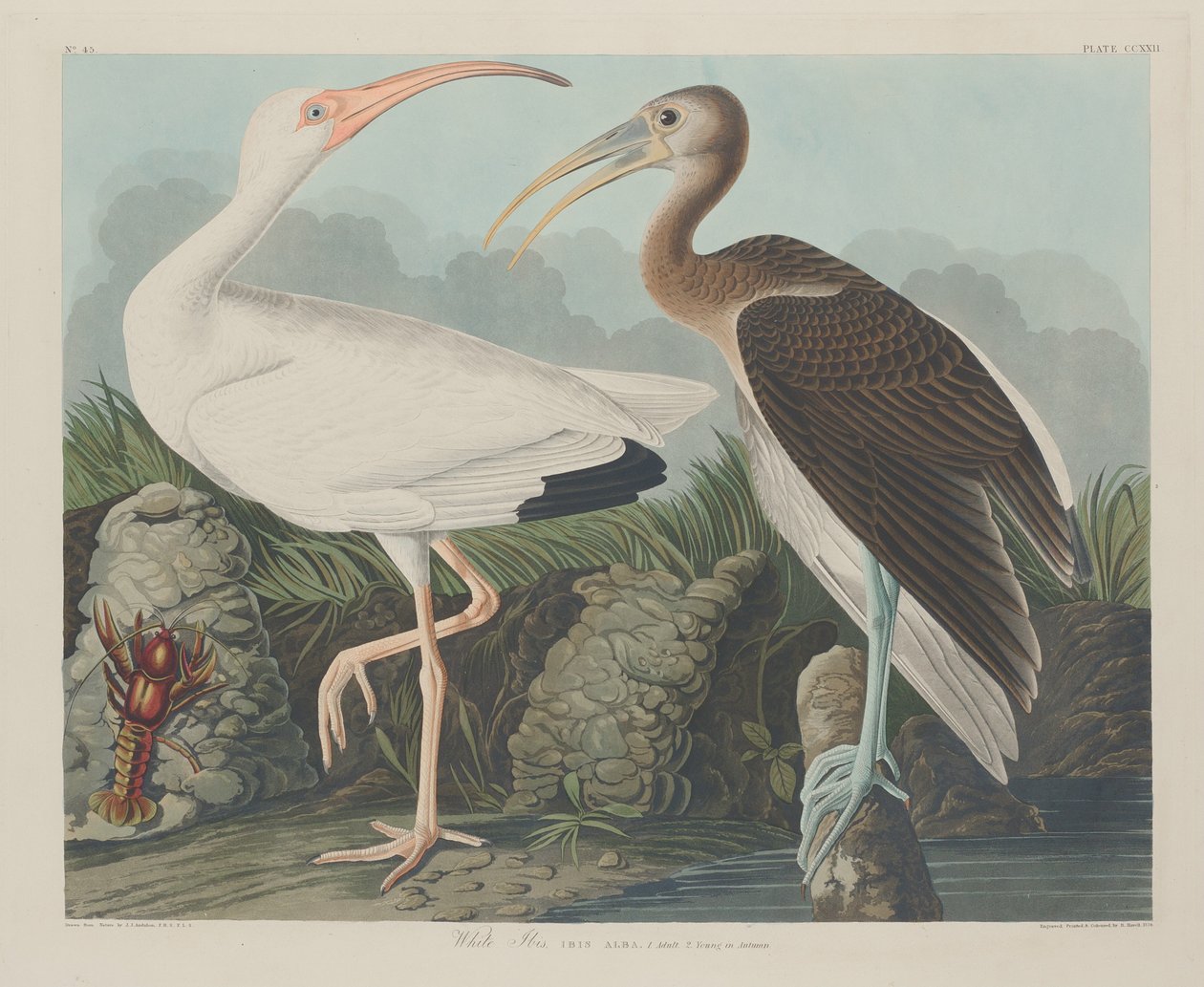 Valkoinen Ibis tekijältä Robert Havell after John James Audubon